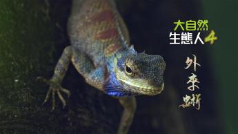 大自然  生態人4