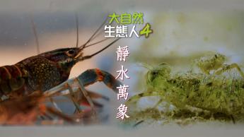 大自然  生態人4